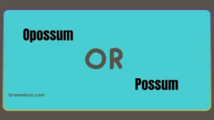 Opossum or Possum